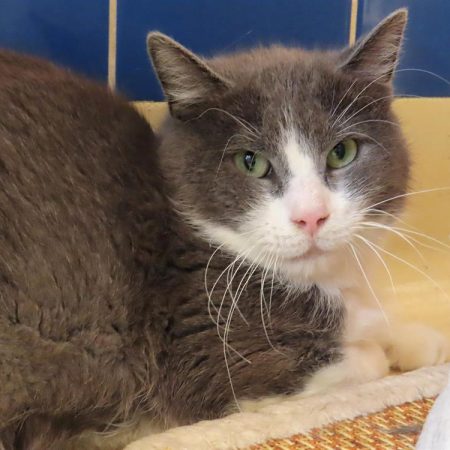 Oscar - Chat Européen à adopter