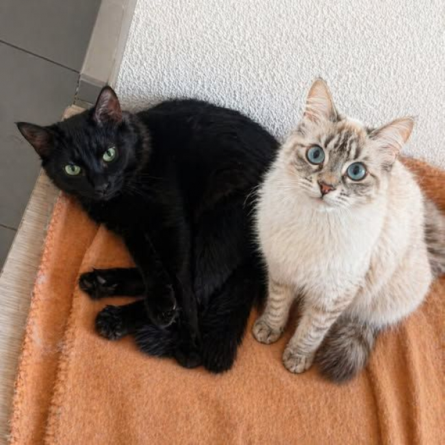 Photo de MIRA & MIRANE