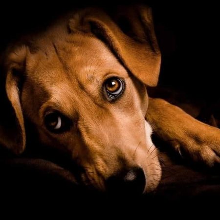 SOLLYA - Chien à adopter