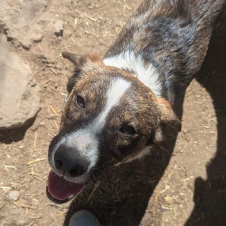 Emil - Chien à adopter