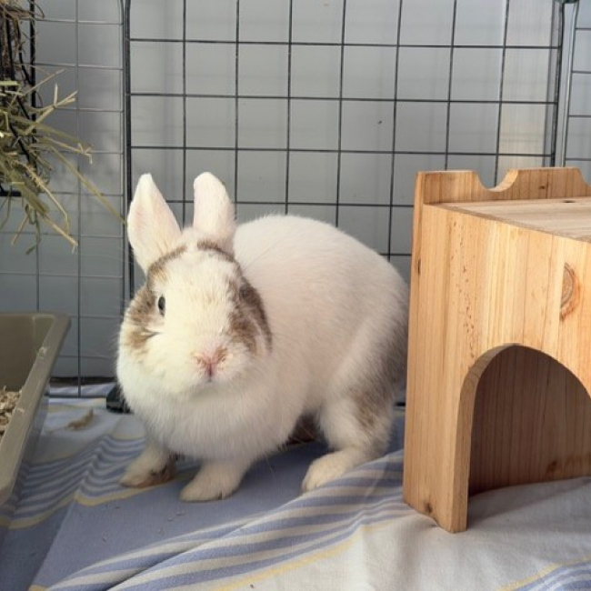 Panpan