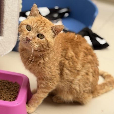 Angelo - Chat Européen à adopter