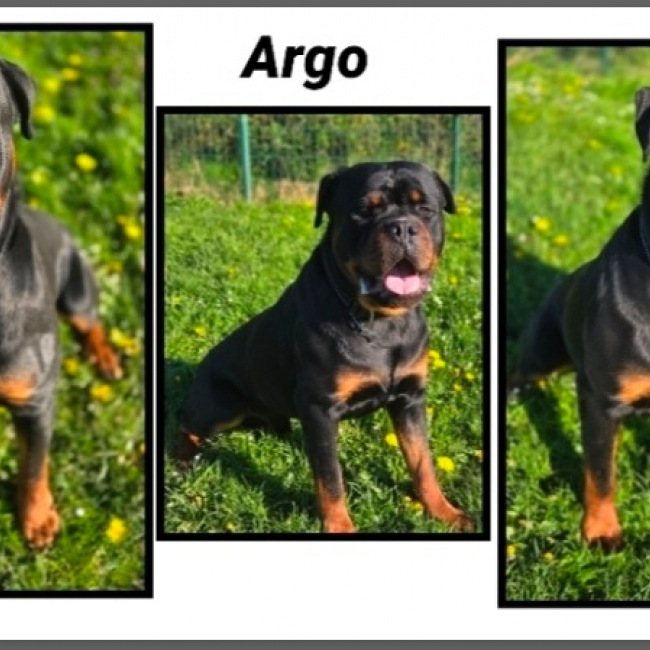 Photo de Argo