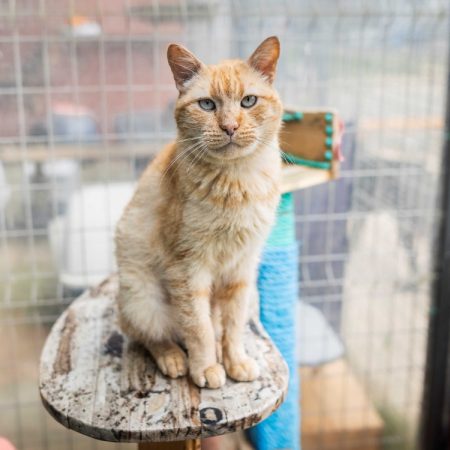 Linotte - Chat Européen à adopter