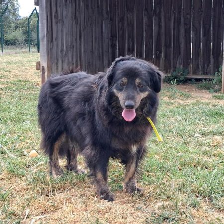 Alba - Chien à adopter