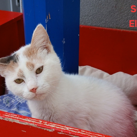 Photo de Eline
