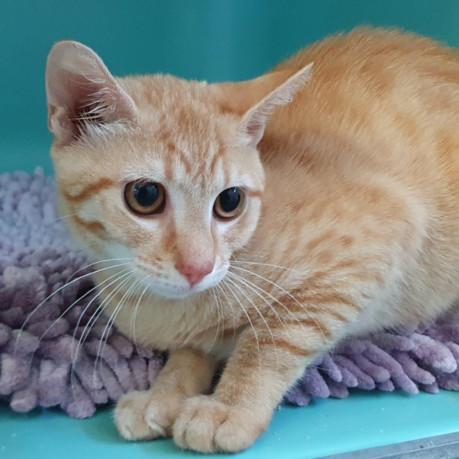 Mochi