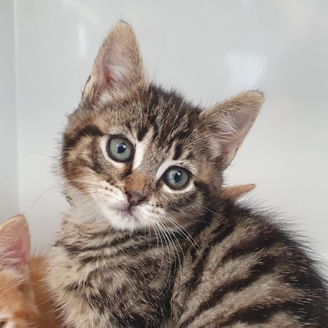 Photo de Mochi
