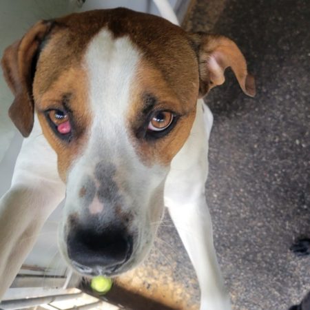 Tryx - Chien Braque allemand à poil court à adopter