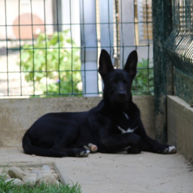 Photo de Cortex