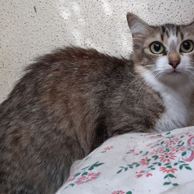Ciboulette