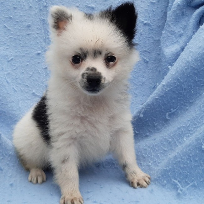 Photo de Domino