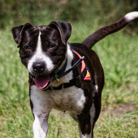 Photo de Lucky