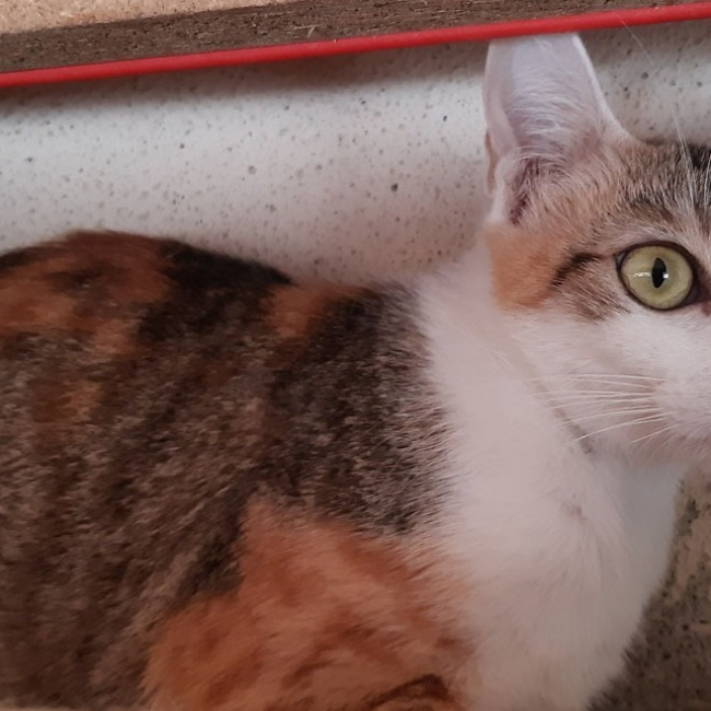Photo de Minisa