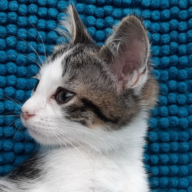 Photo de Potigresse