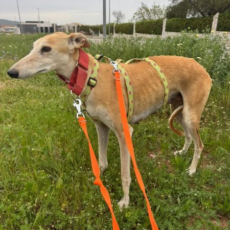 SUSIE - Chien à adopter