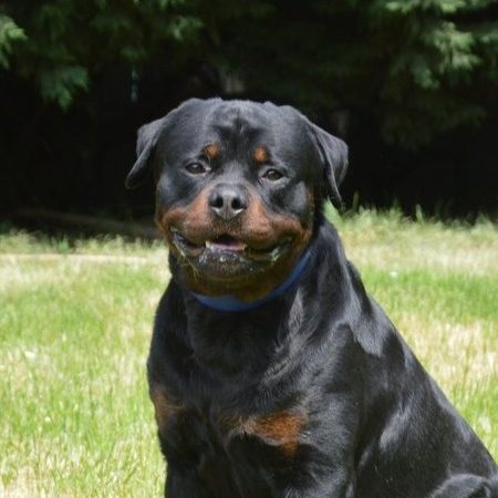 Volf - Chien Rottweiler à adopter
