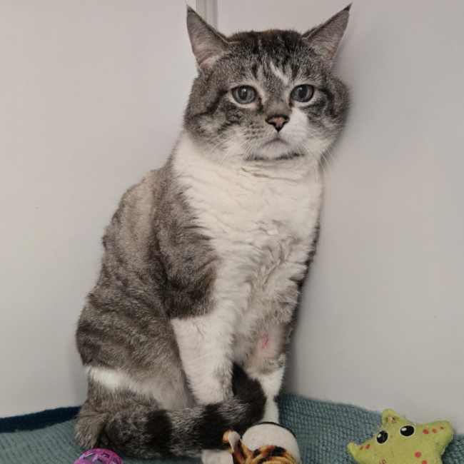 Photo de Tigrou
