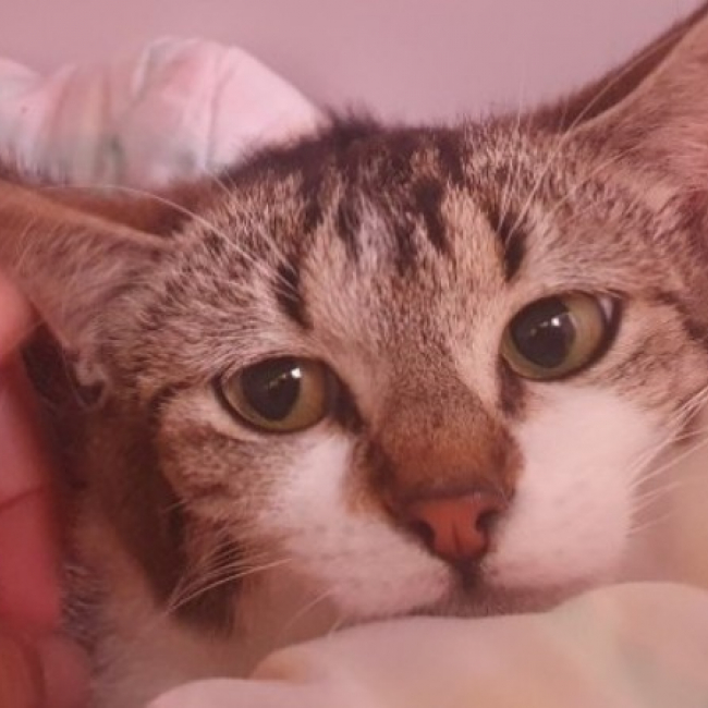 Photo de Yelle