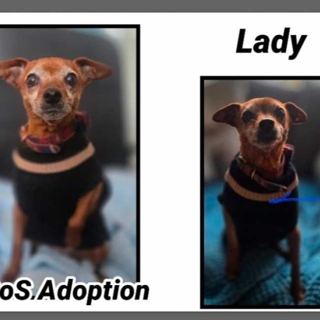 Lady