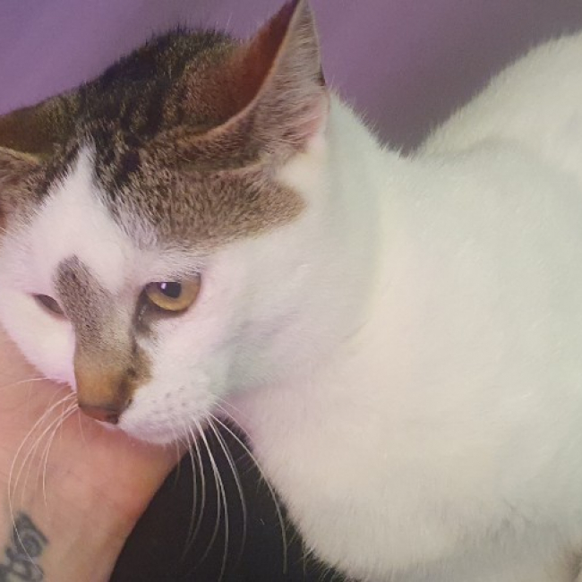 Photo de Kitkat
