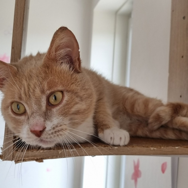 Photo de Citrouille