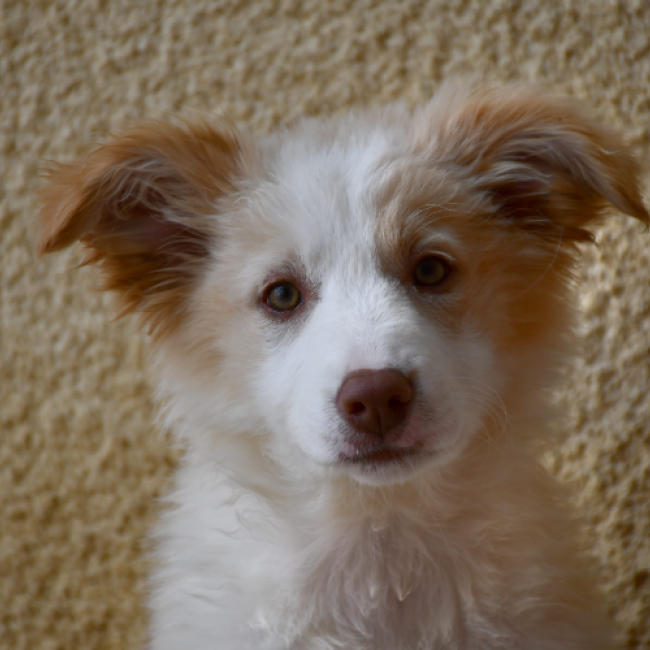 Photo de Nova