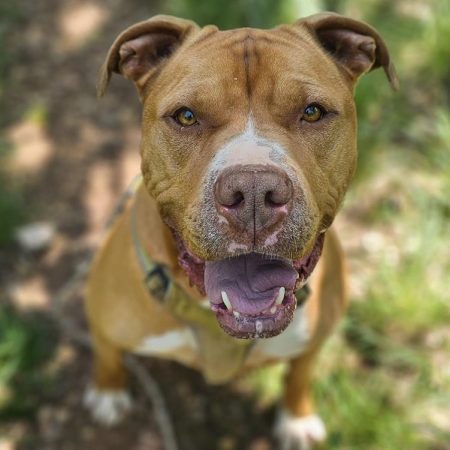 Boyka - Chien à adopter