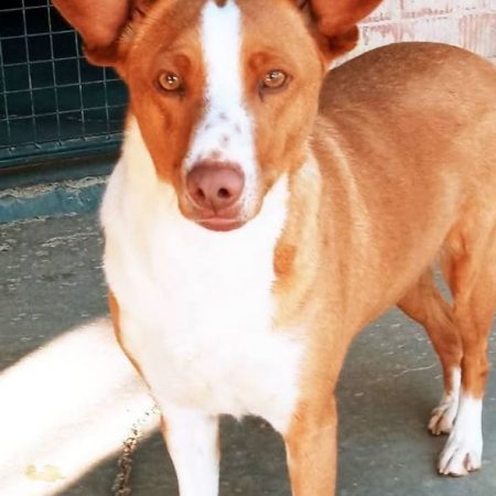Jack - Chien à adopter
