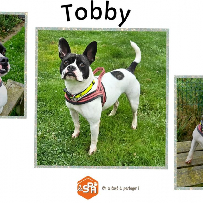Tobby