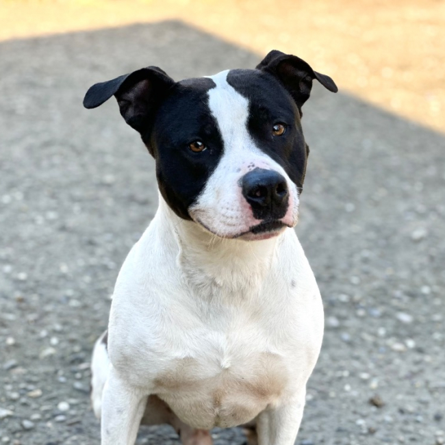 Photo de Django