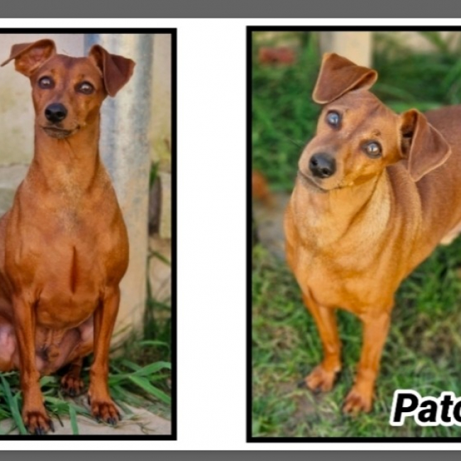 Photo de Patou