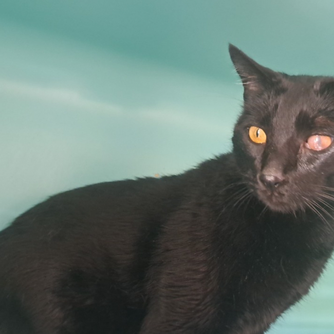 Photo de Merlin
