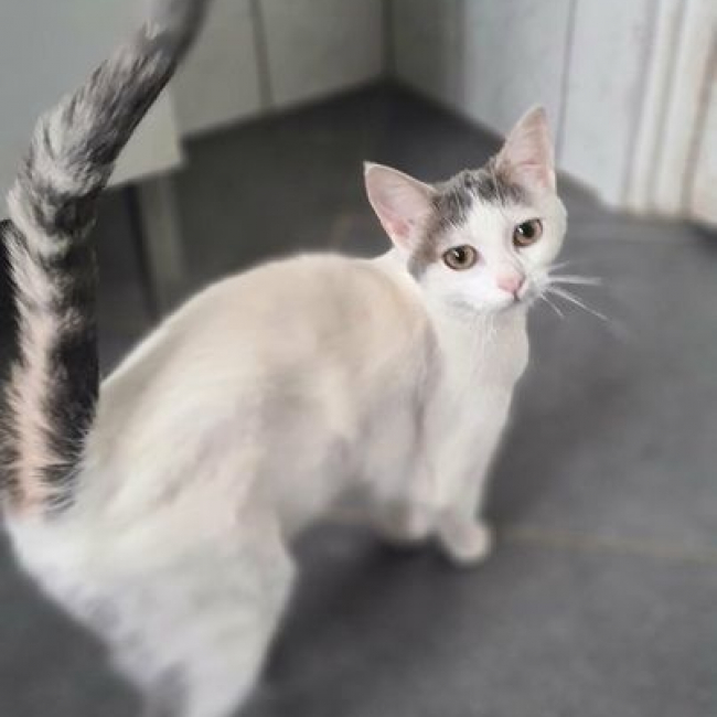Photo de POPPY