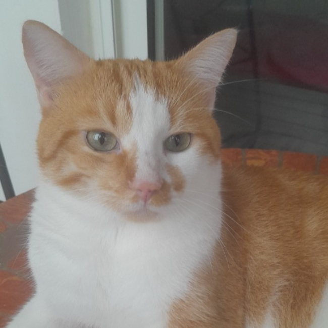 Photo de Moumousse