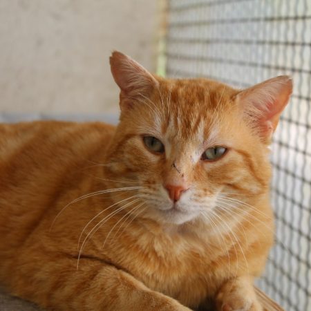 Bouh - Chat Européen à adopter