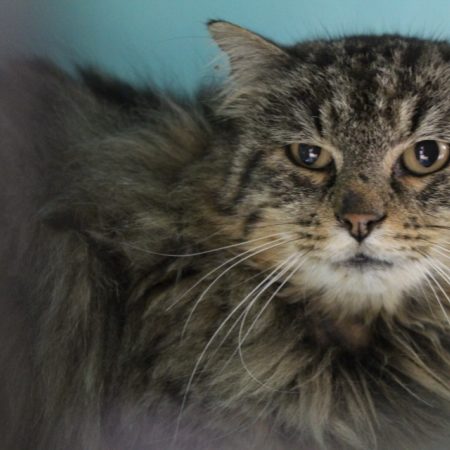 Bertrand - Chat Européen à adopter