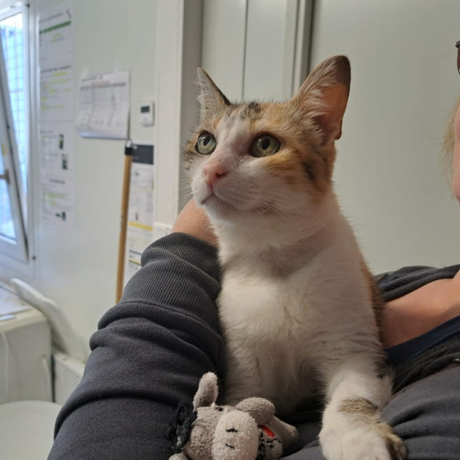 Photo de Daphne