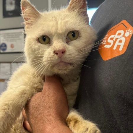 Yeti - Chat Européen à adopter