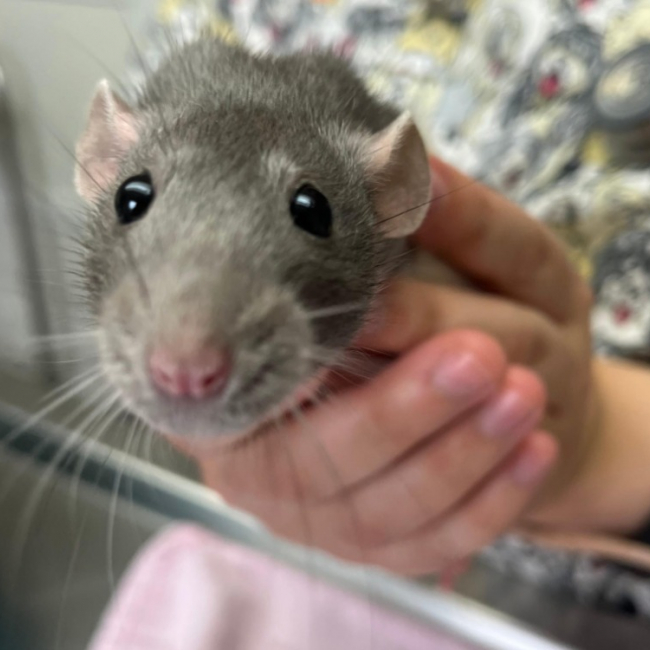 Photo de Pepita