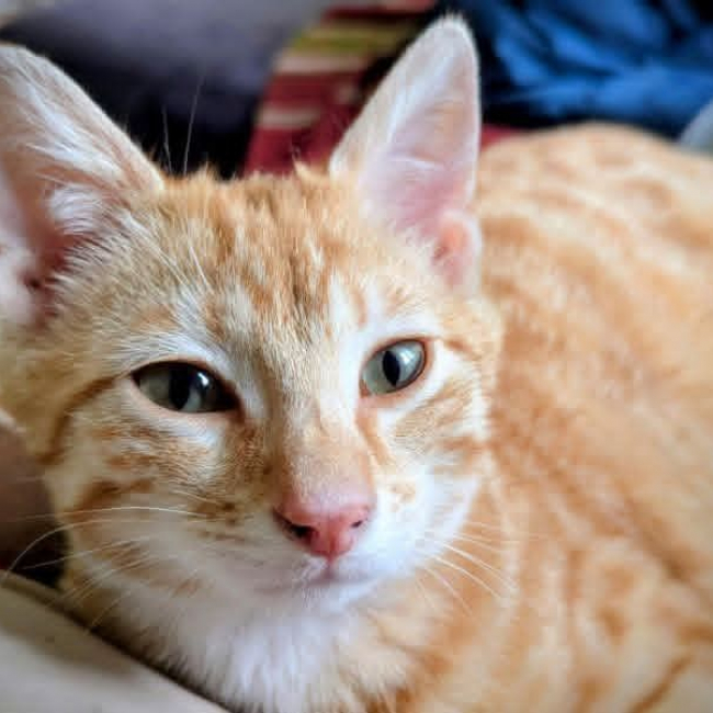 Photo de Apollon