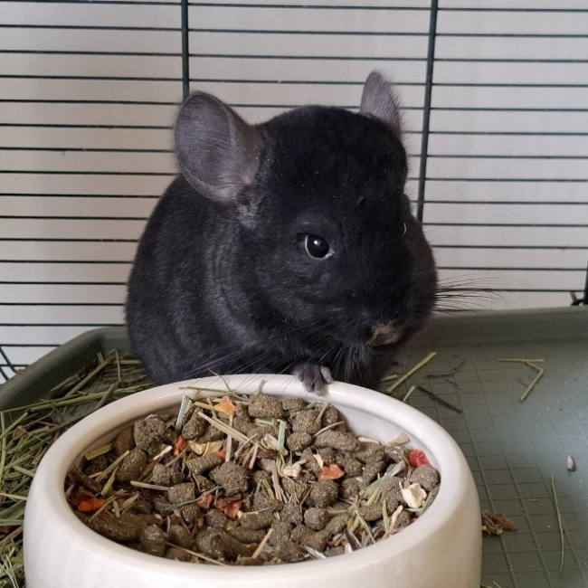 Photo de Fleur