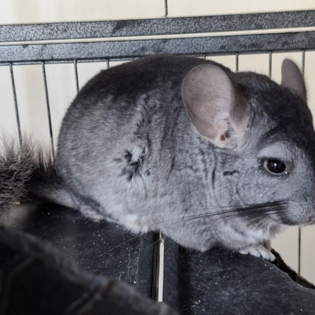 Photo de Venom