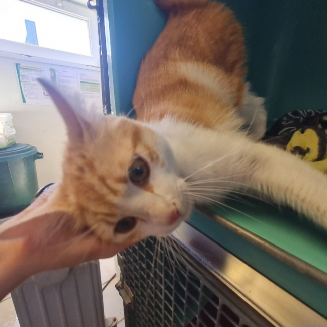 Photo de Caramel