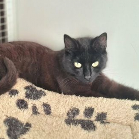 EBENE - Chat à adopter