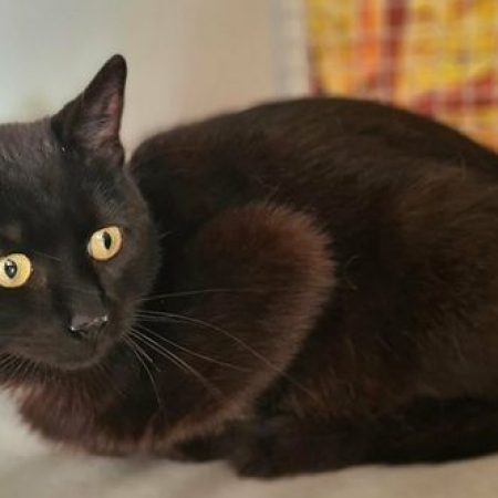 MOONIE - Chat à adopter