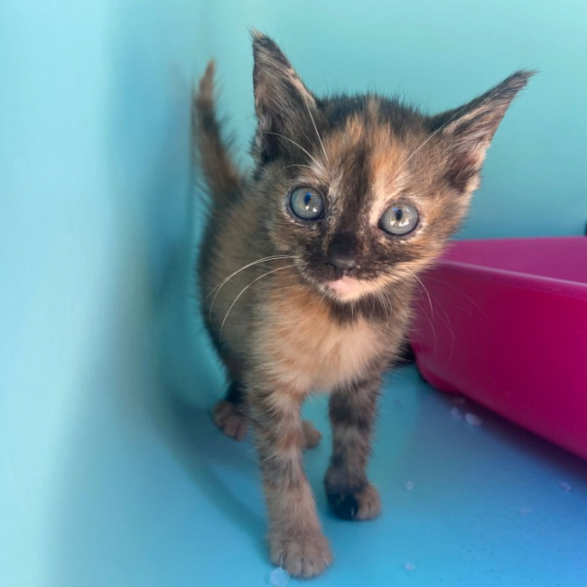 Nala