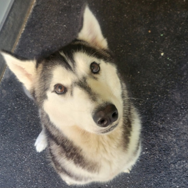 Ushka