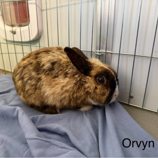 Photo de Orvyn