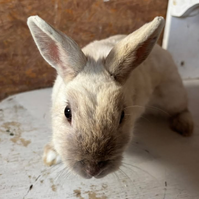 Photo de Lyla